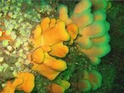 DeadMansFingers (1).jpg