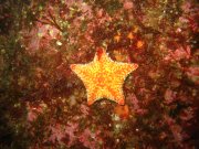 starfish.jpg